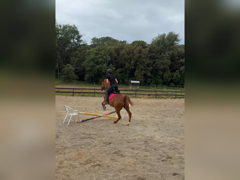 Koń angloarabski Klacz 14 lat 155 cm Kasztanowata in Pedrinya (Ajuntament Crespia)