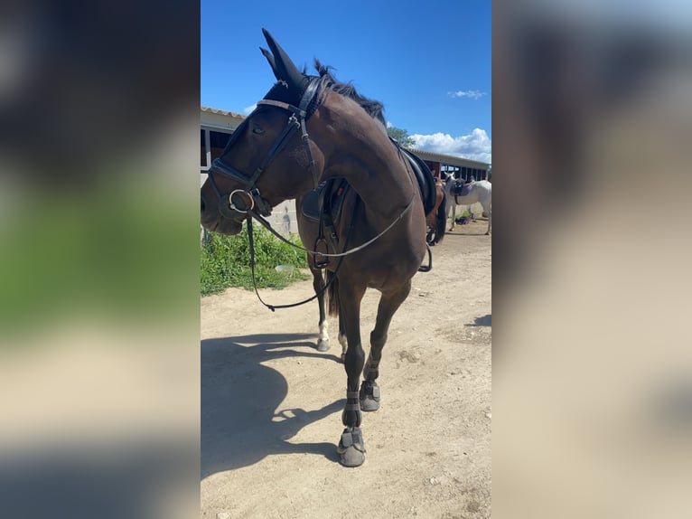 Koń angloarabski Klacz 14 lat 163 cm Gniada in Prades