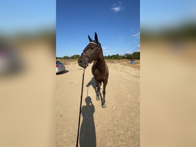 Koń angloarabski Klacz 14 lat 163 cm Gniada in Prades