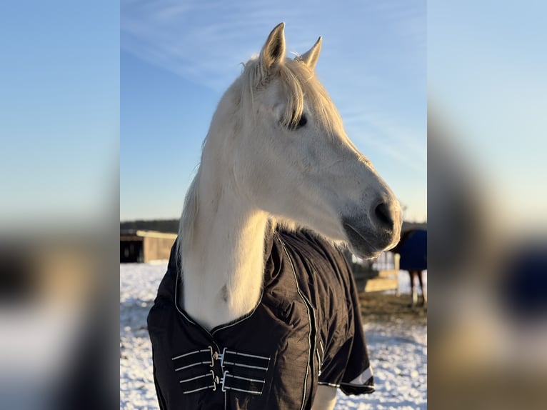 Koń angloarabski Mix Klacz 17 lat 150 cm Siwa in KrielowDeetz