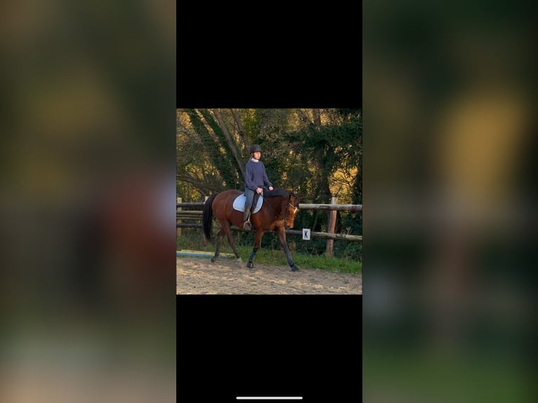 Koń angloarabski Klacz 18 lat 160 cm Gniada in lisieux