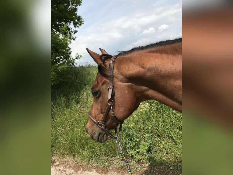 Koń angloarabski Klacz 18 lat 160 cm Gniada in lisieux