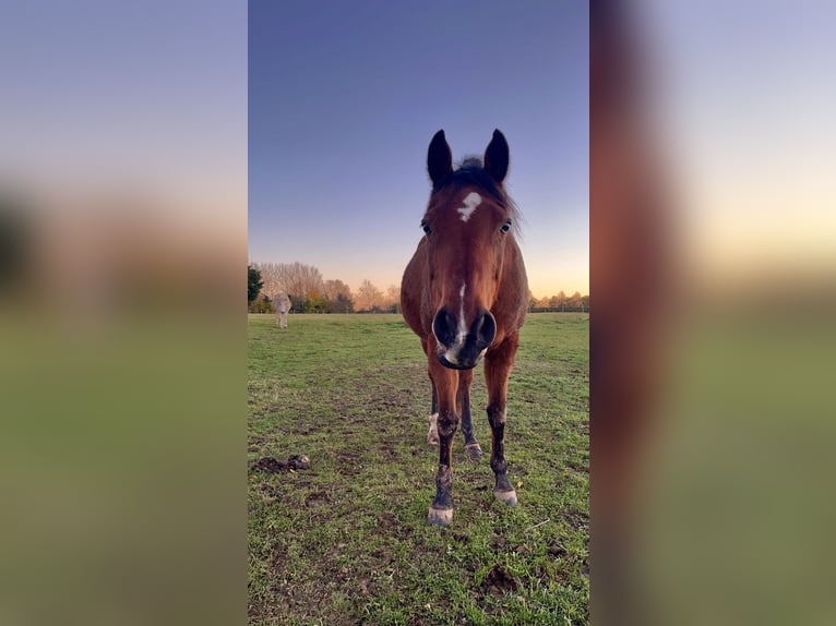Koń angloarabski Klacz 18 lat 160 cm Gniada in lisieux