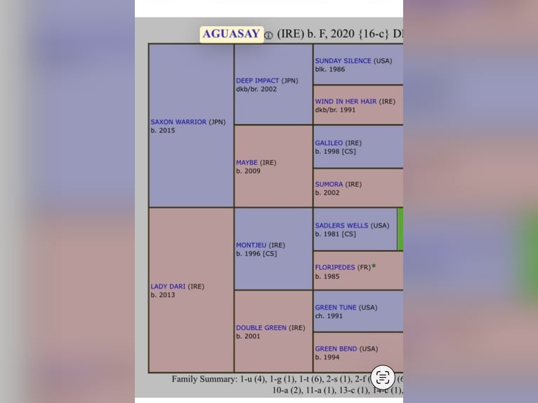 Koń angloarabski Klacz 1 Rok Gniada in Ladines (Oviedo)