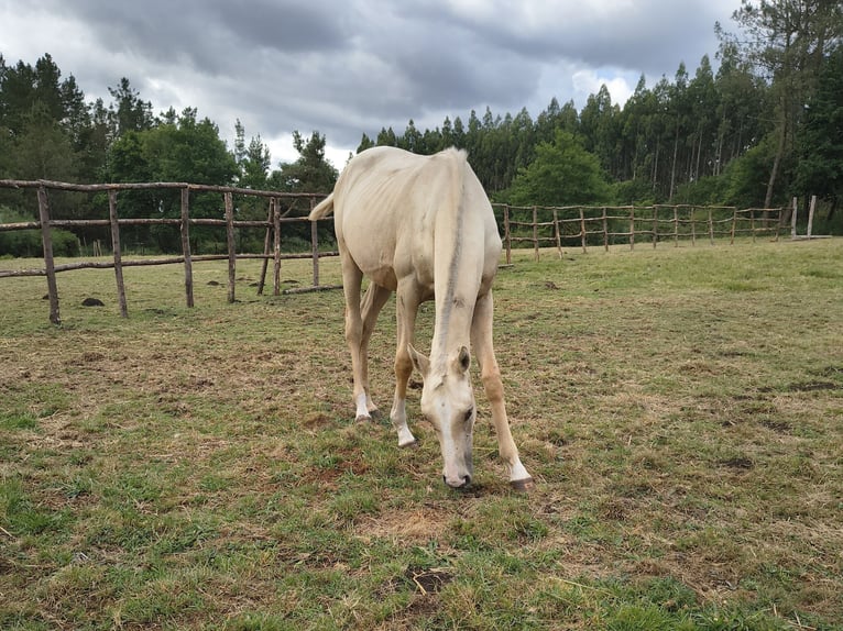 Koń angloarabski Klacz 1 Rok Izabelowata in Belesar (San Martiño) (Vilalba)