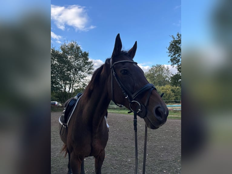 Koń angloarabski Klacz 21 lat 161 cm Gniada in Groß Kummerfeld