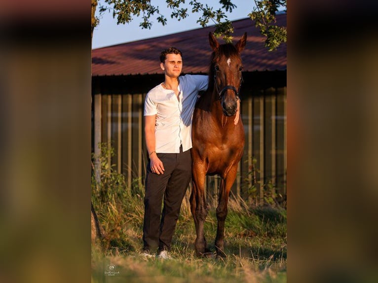 Koń angloarabski Mix Klacz 23 lat 159 cm Gniada in K&#xF6;ln