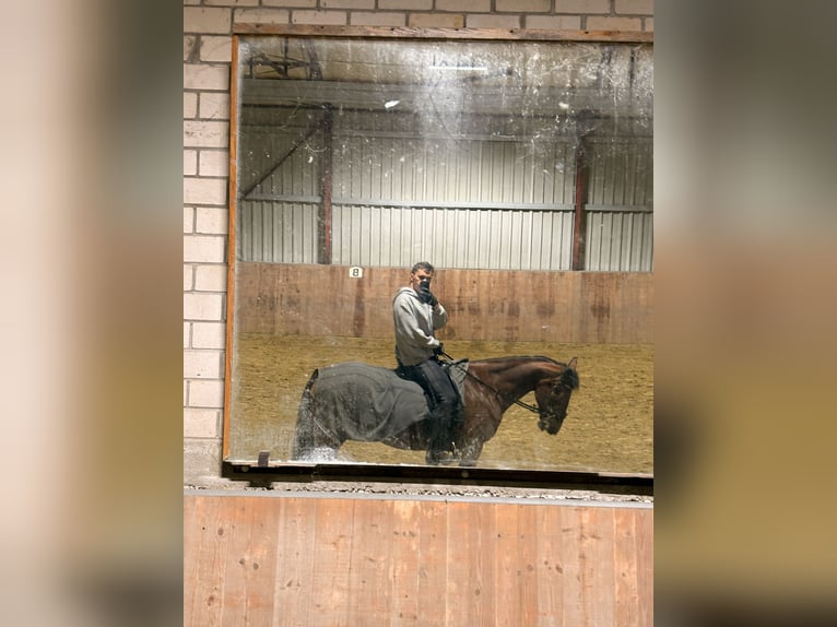 Koń angloarabski Klacz 23 lat 160 cm Ciemnogniada in Leichlingen