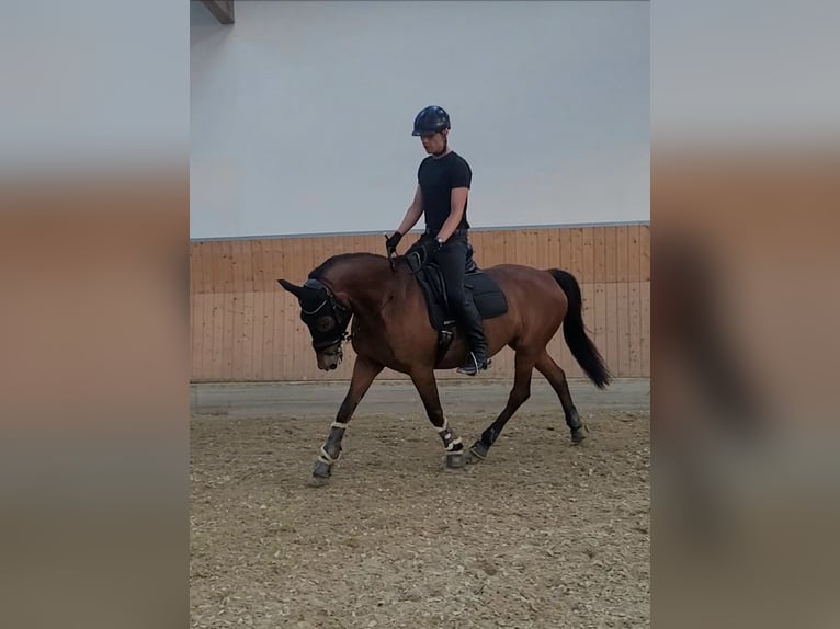 Koń angloarabski Klacz 23 lat 160 cm Gniada in Leichlingen