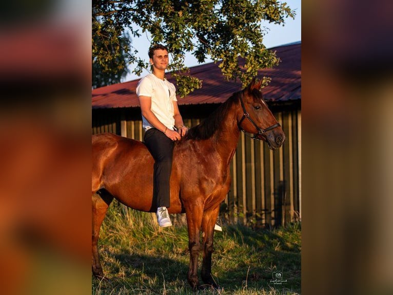 Koń angloarabski Klacz 23 lat 160 cm Gniada in Leichlingen