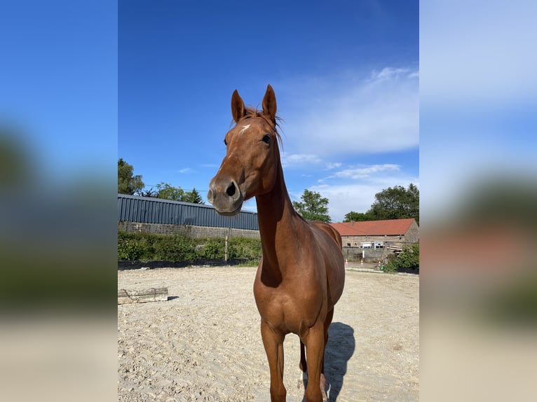 Koń angloarabski Mix Klacz 3 lat 165 cm Kasztanowata in Pommereuil