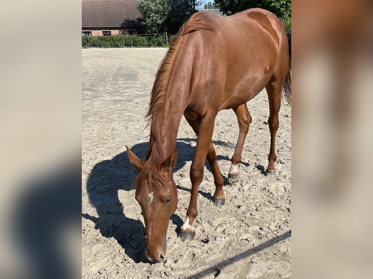 Koń angloarabski Mix Klacz 3 lat 165 cm Kasztanowata in Pommereuil