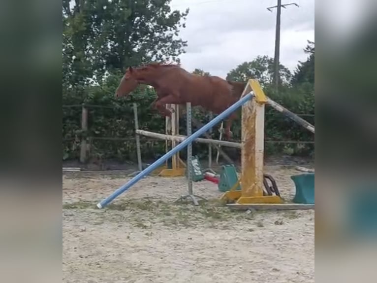 Koń angloarabski Mix Klacz 3 lat 165 cm Kasztanowata in Pommereuil