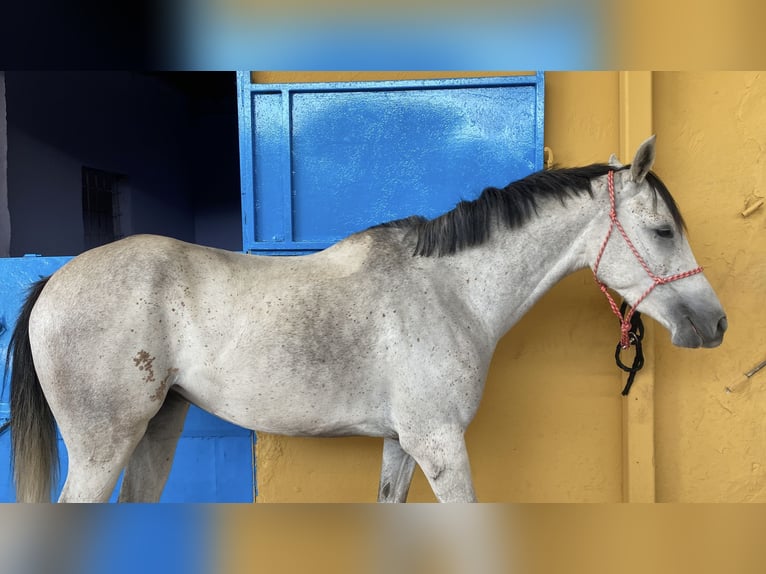 Koń angloarabski Klacz 4 lat 154 cm Siwa in Huesca