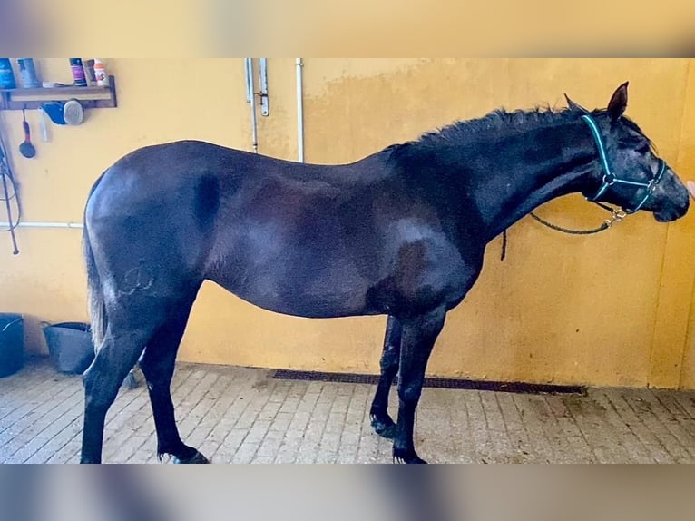 Koń angloarabski Klacz 4 lat 156 cm Siwa in medina sidonia
