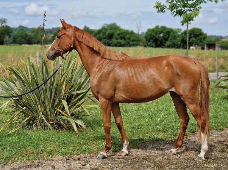 Koń angloarabski Klacz 4 lat 158 cm Kasztanowata in NERAC Koń angloarabski Klacz 4 lat 158 cm Kasztanowata in NERAC