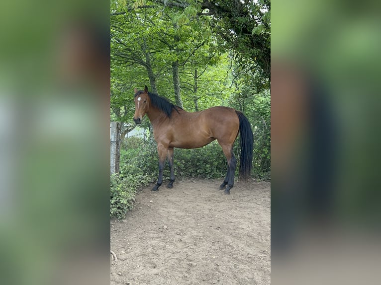 Koń angloarabski Klacz 4 lat 166 cm Ciemnogniada in Ladines (Oviedo)