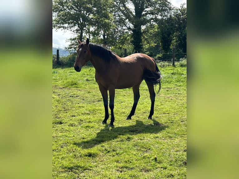 Koń angloarabski Klacz 4 lat 166 cm Ciemnogniada in Ladines (Oviedo)