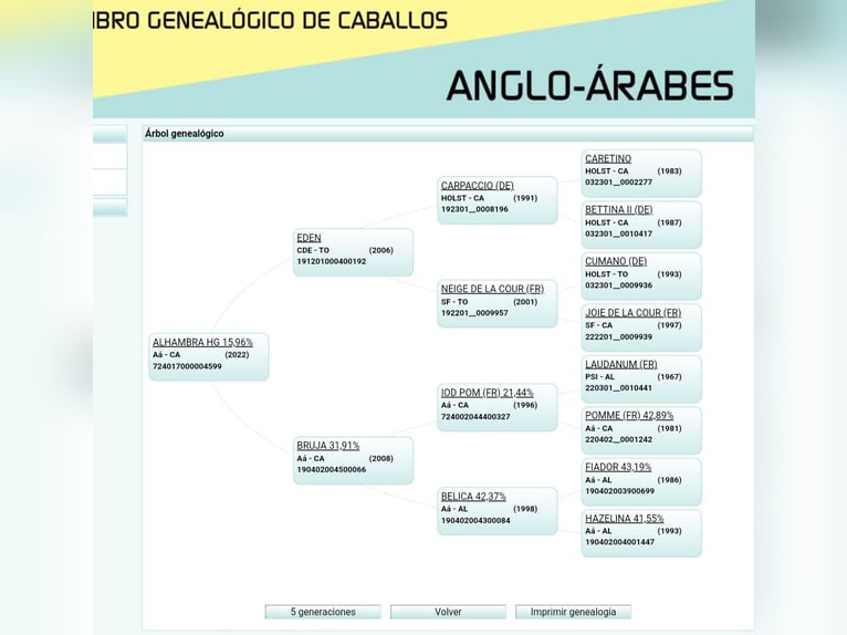 Koń angloarabski Klacz 4 lat 166 cm Ciemnogniada in Valdepeñas