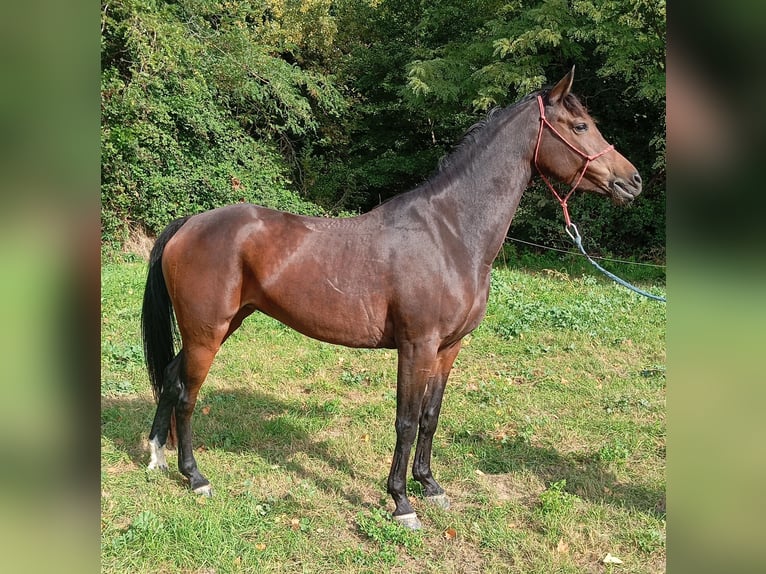 Koń angloarabski Klacz 5 lat 163 cm Skarogniada in CONNAUX