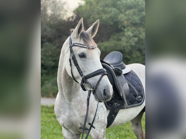 Koń angloarabski Klacz 6 lat 157 cm Siwa in Schwäbisch Gmünd