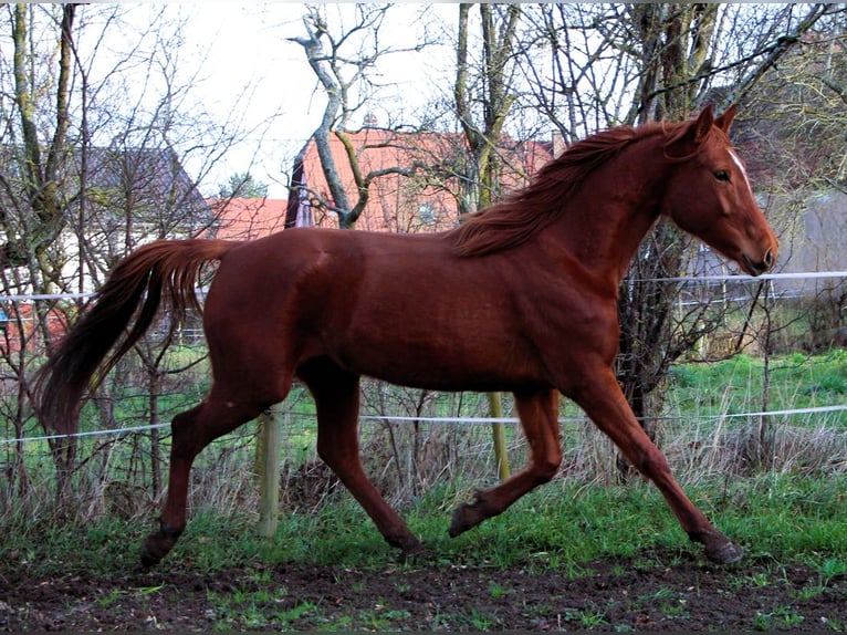 Koń angloarabski Klacz 6 lat 158 cm Kasztanowata in Kehl