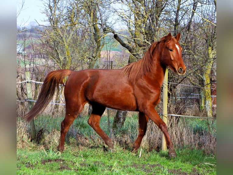 Koń angloarabski Klacz 6 lat 158 cm Kasztanowata in Kehl