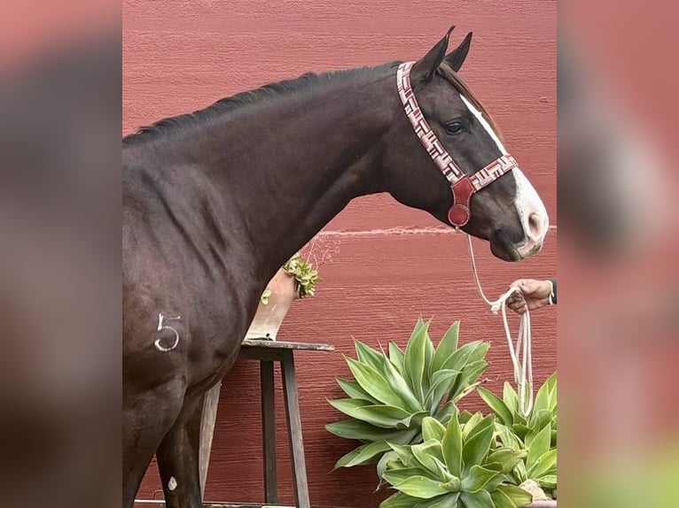 Koń angloarabski Klacz 6 lat 165 cm Ciemnokasztanowata in Mijas