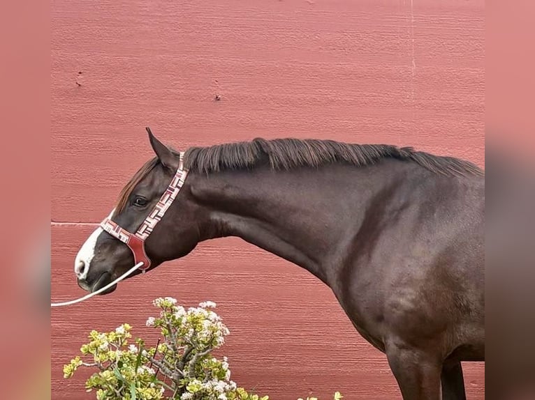 Koń angloarabski Klacz 6 lat 165 cm Ciemnokasztanowata in Mijas