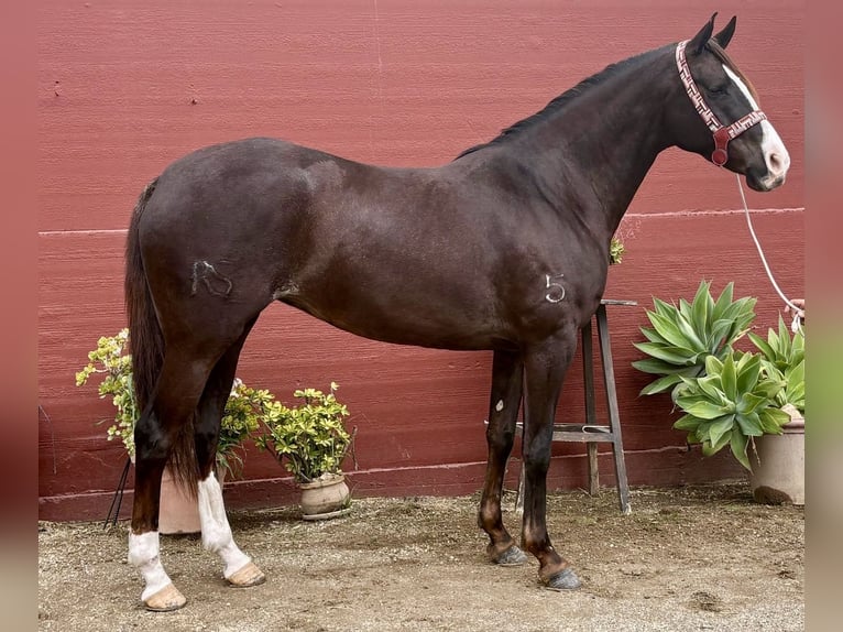 Koń angloarabski Klacz 6 lat 165 cm Ciemnokasztanowata in Mijas