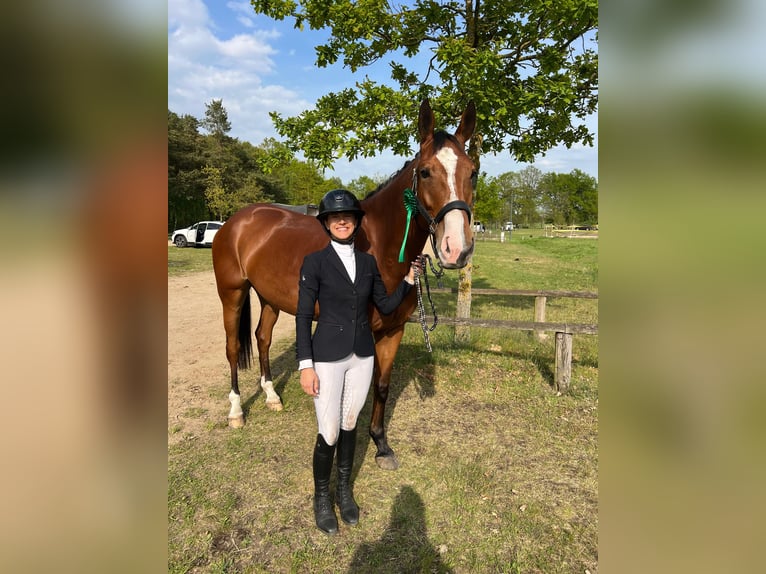Koń angloarabski Klacz 6 lat 167 cm Jasnogniada in FuengirolaSchneverdingen