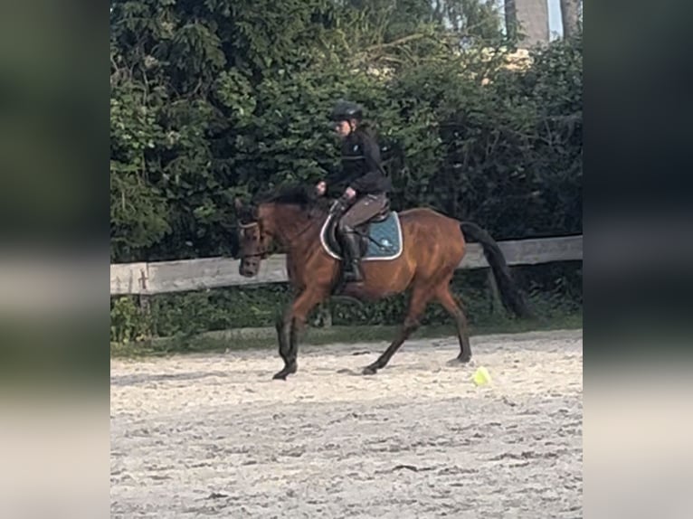 Koń angloarabski Klacz 7 lat 151 cm Gniada in Thümmlitzwalde