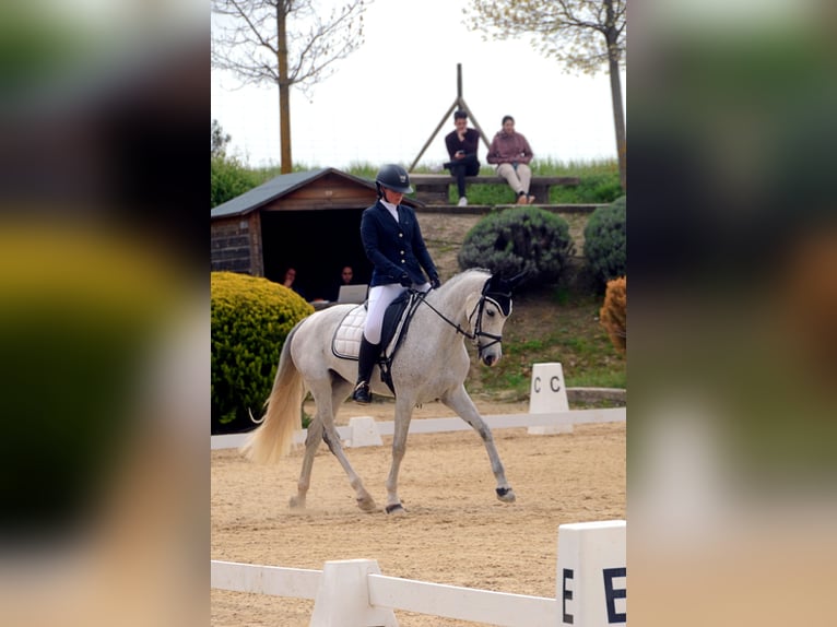 Koń angloarabski Klacz 7 lat 154 cm Siwa w hreczce in Madrid