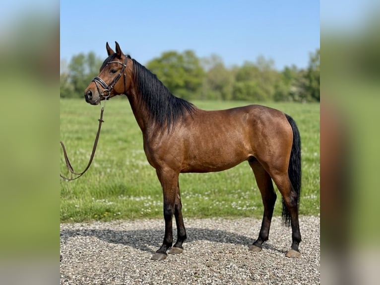 Koń angloarabski Mix Klacz 7 lat 156 cm Gniada in Nettetal