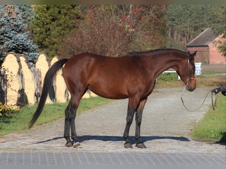 Koń angloarabski Klacz 7 lat 162 cm Gniada in Santok