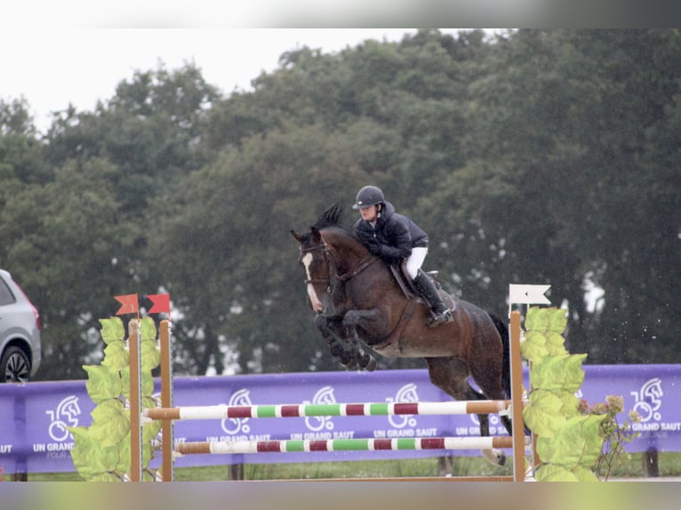 Koń angloarabski Klacz 7 lat Ciemnogniada in Concarneau