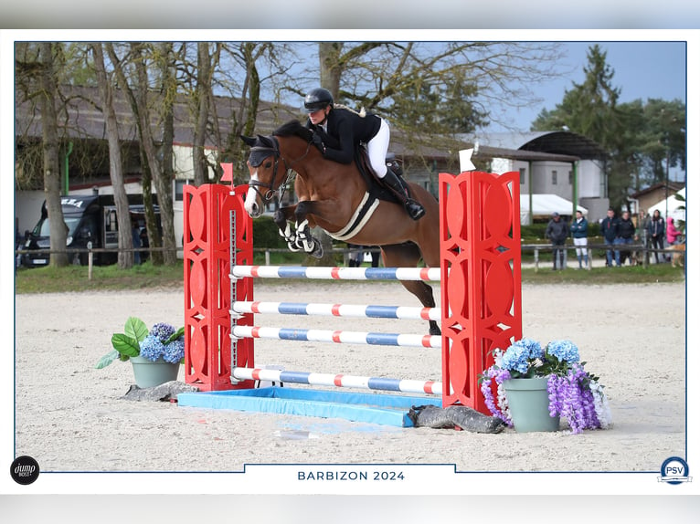 Koń angloarabski Klacz 8 lat 160 cm Gniada in Barbizon