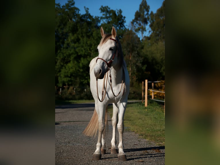 Koń angloarabski Klacz 9 lat 163 cm Siwa in Berlin