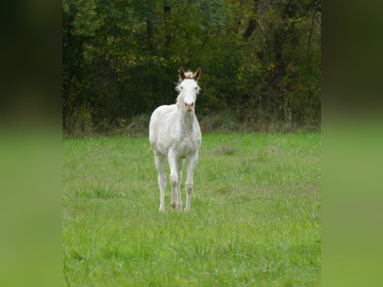 Koń angloarabski Klacz Źrebak (03/2025) 165 cm Sabino in Monflanquin