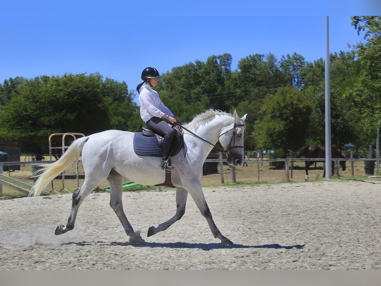 Koń angloarabski Ogier 11 lat 167 cm Siwa w hreczce in Mirefleurs