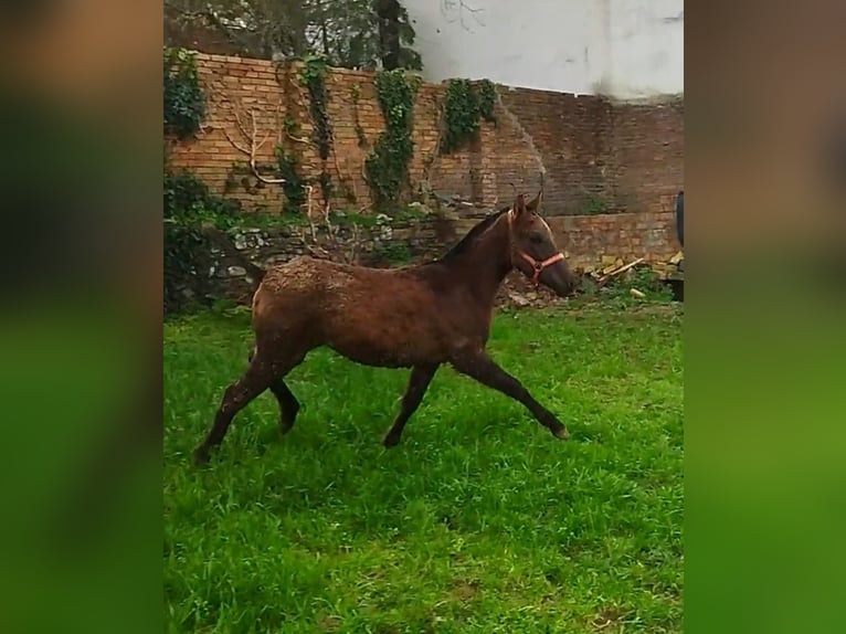 Koń angloarabski Ogier 1 Rok Siwa in Cortegana