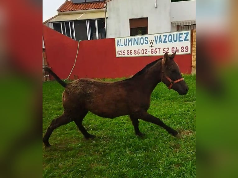 Koń angloarabski Ogier 1 Rok Siwa in Cortegana