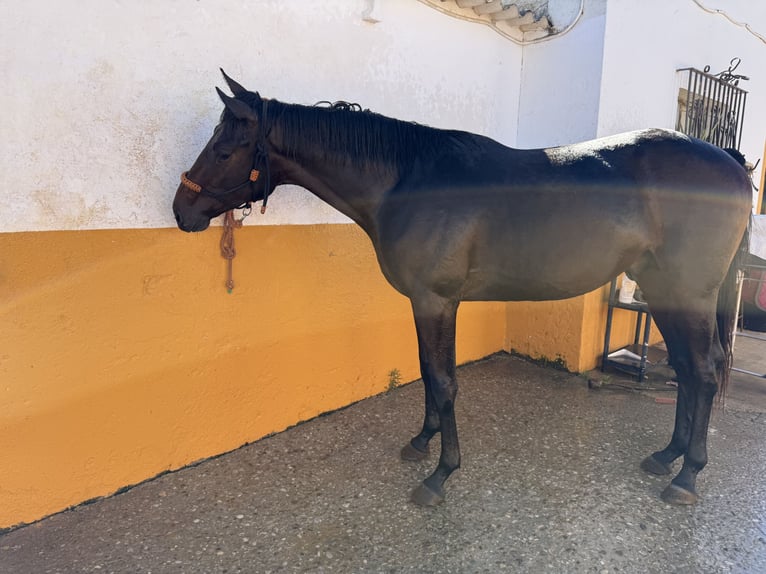 Koń angloarabski Ogier 3 lat 168 cm Ciemnogniada in Pago Del HumO