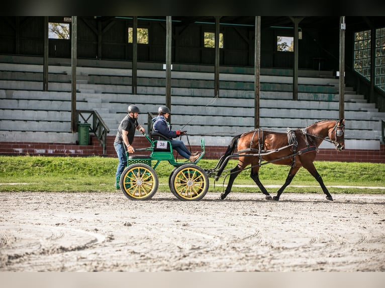 Koń angloarabski Ogier 5 lat 166 cm Gniada in Sitno
