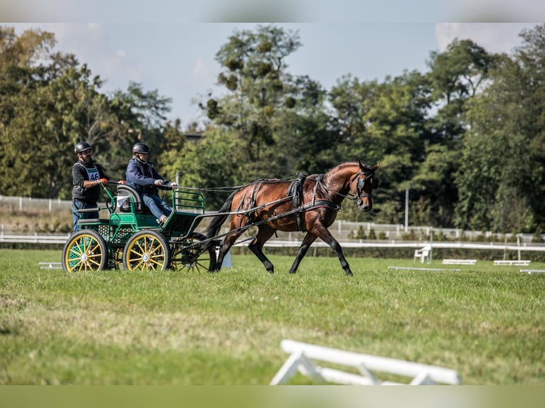 Koń angloarabski Ogier 5 lat 166 cm Gniada in Sitno