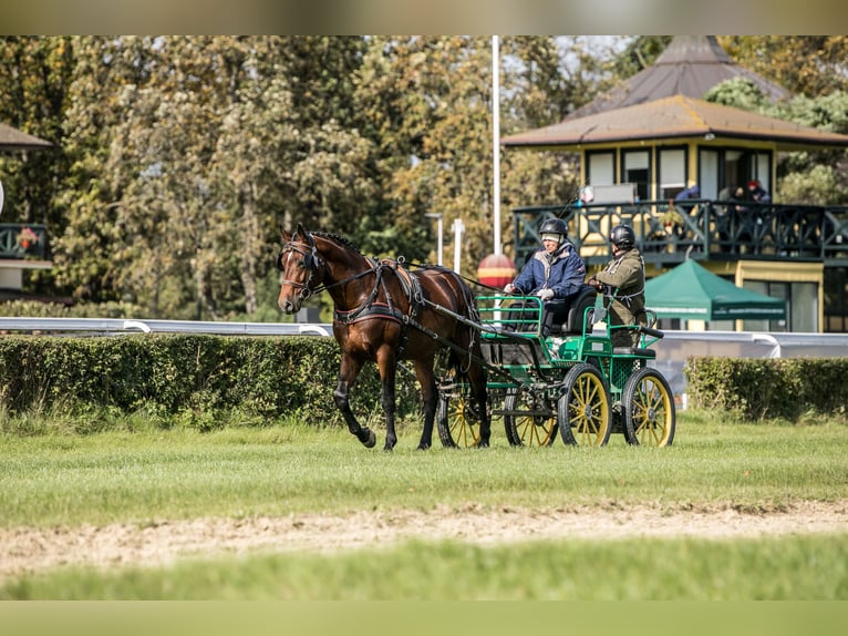 Koń angloarabski Ogier 5 lat 166 cm Gniada in Sitno