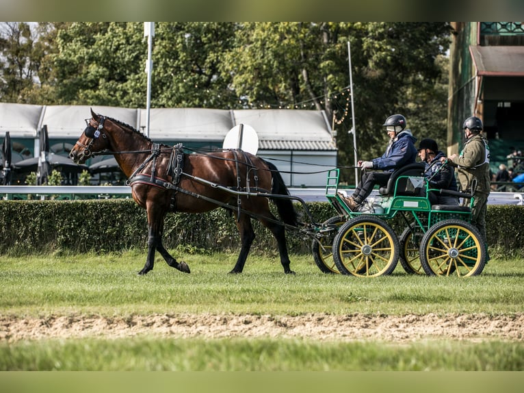 Koń angloarabski Ogier 5 lat 166 cm Gniada in Sitno