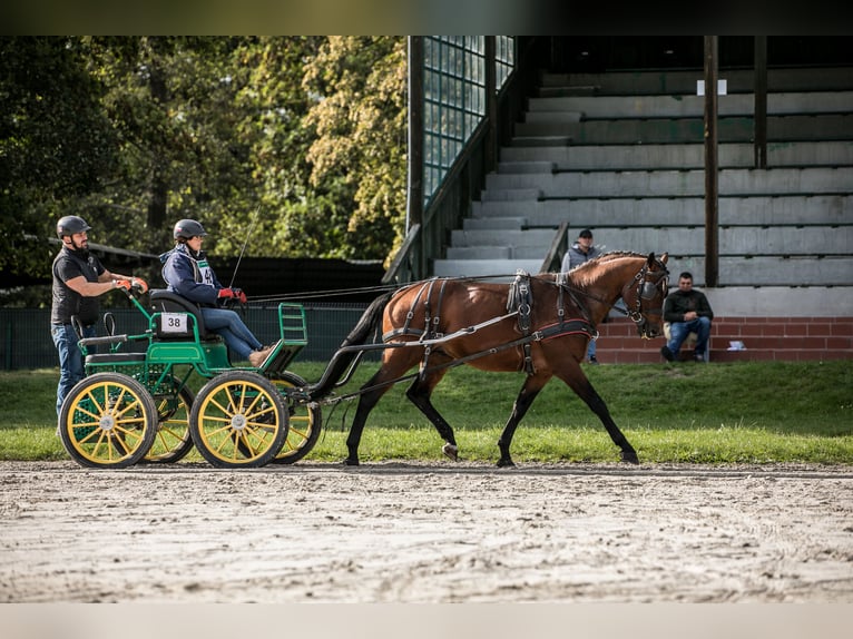Koń angloarabski Ogier 5 lat 166 cm Gniada in Sitno
