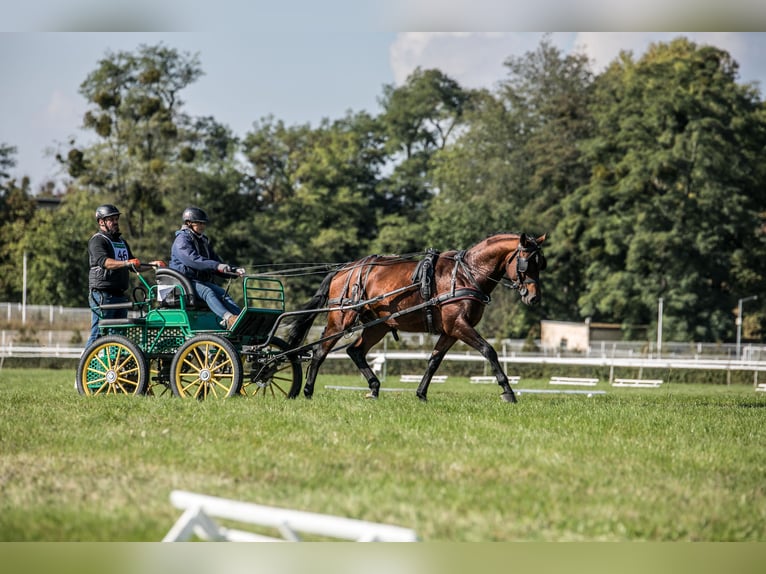 Koń angloarabski Ogier 5 lat 166 cm Gniada in Sitno