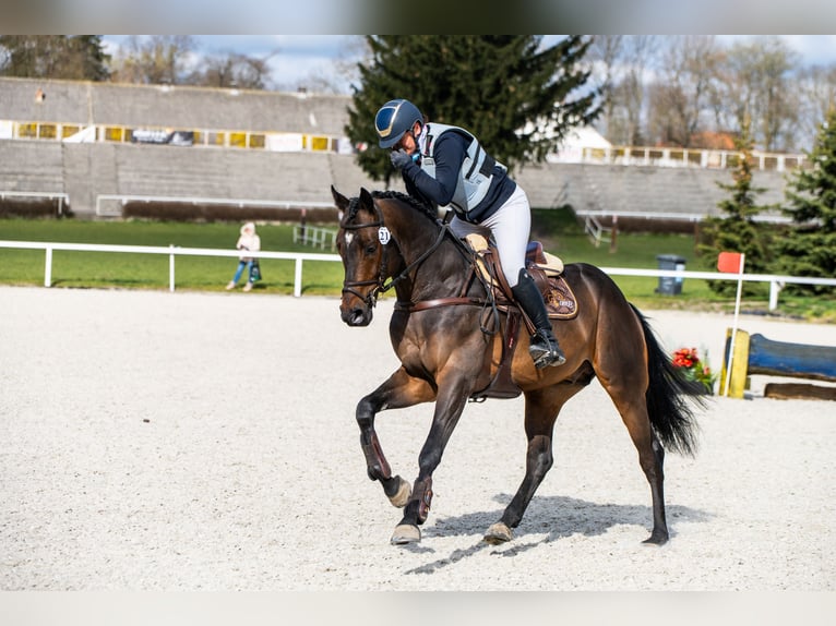 Koń angloarabski Ogier 6 lat 164 cm Ciemnogniada in Sitno